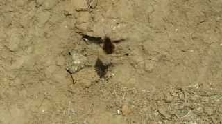 Bee fly laying eggs [upl. by Okiam]