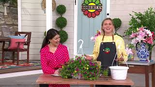 Robertas 3pc Gold amp Bold Calibrachoa wHanging Basket Live Pl on QVC [upl. by Nordine]