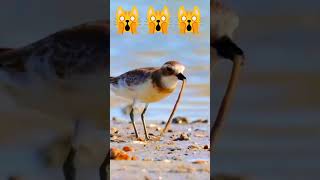 How birds catch and eat earthworms shorts [upl. by Nannek]