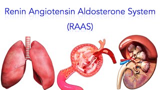 Renin Angiotensin Aldosterone System RAAS  MADE SUPER EASY [upl. by Sheline]