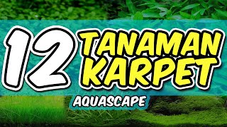 12 Jenis Tanaman Karpet Aquascape [upl. by Eyt]