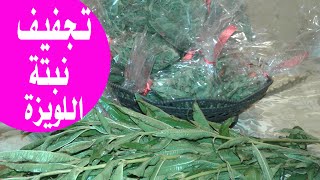 نصائح  كيفية تجفيف نبتة اللويزة أو المليساء و الاحتفاظ بها طوال السنةséchage de verveine [upl. by Naillij629]