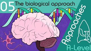 The biological approach  Approaches ALevel Psychology [upl. by Cyndy]