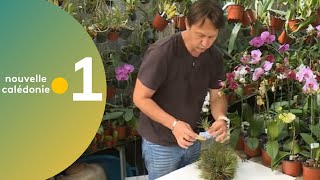 27  Astuce jardinage  Le tillandsia [upl. by Aissat]