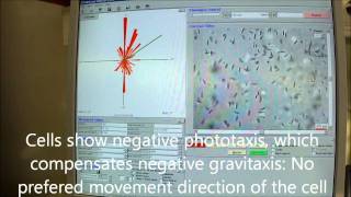 Euglena gracilis Gravitaxis and phototaxis photophobic responses [upl. by Luaped]