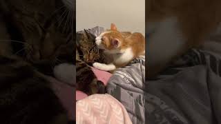 Love is everything 🐱🥰🥰kittenkuts kitts kitten mummy iloveyou biglove [upl. by Manuel]