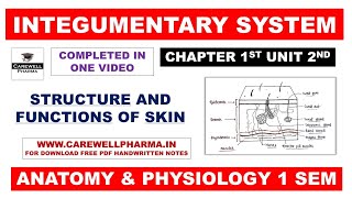 Structure and Function Of Skin  Integumentary System  Ch 1 Unit 2  Hap 1st semester b pharmacy [upl. by Elleined]