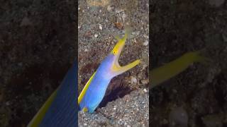 Ribbon Eels The Oceans Fashion Icon in Blue and Yellow [upl. by Akima]