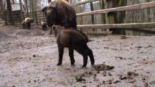 Parc animalier de Bouillon jonge Mishmi Takin  petit Mishmi Takin  jeune Mishmi Takin [upl. by Eidod]