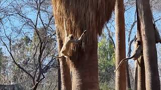 Blackhanded spider monkeys on their Island [upl. by Lightfoot939]