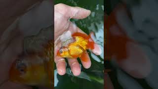 Flesh Eating Bacteria How to Euthanize a Goldfish [upl. by Ronaele]