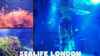 Sea Life Centre London  Things to See in London  London Tourist Places  Sea Life  London UK [upl. by Thier530]