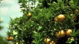 Produtores de citrus sobre fertilizantes YaraLiva [upl. by Ihcalam]