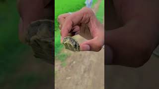 Find a Baby Tortoise🐢 Released in River site🥰😊Wellaypendu ytshorts love youtubeshorts [upl. by Eleynad]