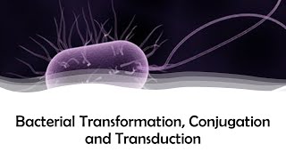 Bacterial Transformation Conjugation and Transduction [upl. by Nnitsuj]