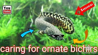 How to care for ornate bichirs [upl. by Gelman984]