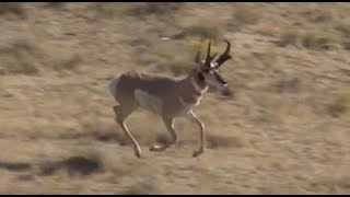 Antelope Hunting in Wyoming [upl. by Aicre]