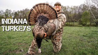 Awesome Hunt on Midwest Gobblers Turkey Hunting Easterns [upl. by Marylynne544]