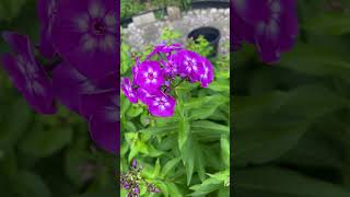 Phlox paniculata Ultraviolet flowering in my garden  July 2024 [upl. by Arrol]