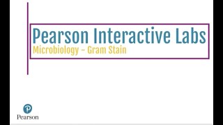 Pearson Interactive Labs for Microbiology  Gram Stain [upl. by Adnilev]