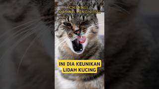 Ini Dia Keunikan Lidah Kucing kucing kucinglucu shorts unik keunikan lidahkucing fyp cat [upl. by Aciria]