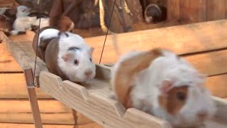 Guinea Pig Bridge at the Nagasaki Bio Park  song by Parry Gripp [upl. by Lehcnom]