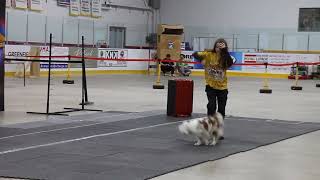 Kinc Record Canine Circus at Bruce Power Fun Fest July 20 2024 [upl. by Sherer]