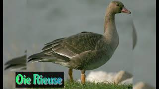 Oie Rieuse  Anser Albifrons  Greater WhiteFronted Goose [upl. by Rockefeller]