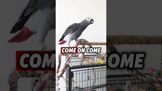 Talking African Grey Parrot Baby Zeus FINALLY Reveals His Middle Name [upl. by Aneled134]