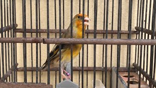 Goldfinch mule singing the powerful sounds  mulet chardonneret chante [upl. by Anileme]