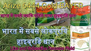 Arize 6444 Gold Bayer Best Hybrid Paddy High Production [upl. by Mountford132]