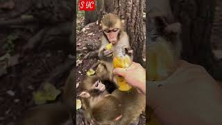 Monkey eats mango [upl. by Talanian]