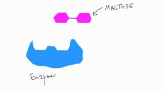 Bio B7  Enzymes [upl. by Ralph]