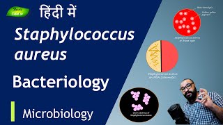 Staphylococcus aureus  Staining and Culture कैसे करें Basic Science Series Hindi [upl. by Ches169]