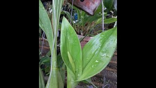 Fake Stanhopea orchid stanhopea wardii [upl. by Dahle326]