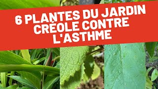 Les plantes médicinales du jardin créole pour soulager lasthme [upl. by Adeirf]