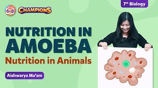 Feeding and Digestion in Amoeba  Class 7 Nutrition in Animals  Chapter 2  BYJUS [upl. by Jacobah]