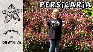 Persicaria Care How to Grow Knotweed  13 of 30 my month of perennials [upl. by Ahsinna]