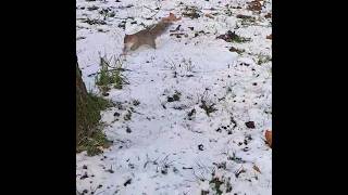 Squirrels and the snow  سنجوب يحب الثلوج squirrelfriends cutereels squirrelmania animals [upl. by Madlen]