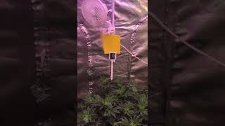 Growing Medical Cannabis with GLMX720 LED Grow Light in the grow tentindoorplants ledgrowlight [upl. by Demetria]