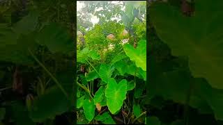 Colocasia esculentaকচু শাকTaro stempeaceofnatureshorts [upl. by Aelanej979]