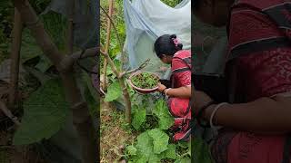 Azolla Farming by TRLM poshu Sakhi Smt Manti Paul Mallik shg amarpur motivation trlm women [upl. by Eelik]