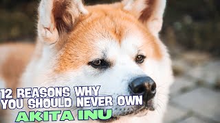 12 Reasons Why You Should Never Own an Akita Inu 🚫 [upl. by Schug402]