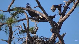 SWFL Eagles 102324 M15 amp F23 Bring Moss Snap Branches amp Guard Territory on Wednesday AM [upl. by Morvin]