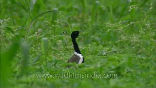 Dance of courtship Lesser Florican [upl. by Tabbie]