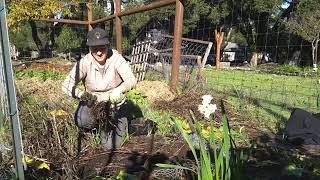 Harvesting Skirret and perennial root divisions [upl. by Lazos634]