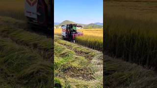 half feet combine harvester shorts harvester agriculture [upl. by Gelya]