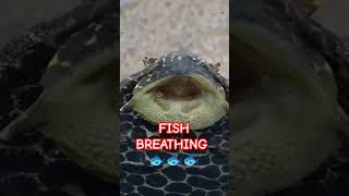 PLECO FISH FISHY BREATHING🐟🐟🐟 🤪🤪🤪 fishshorts fishvideo shorts [upl. by Otero962]