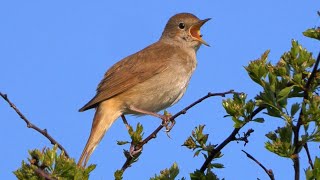 OISEAUX QUI CHANTENT 24 Oiseaux chanteurs Français [upl. by Stanfield627]