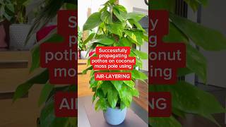 Successfully propagate large plants using airlayering pothospropagation sphagnummoss houseplants [upl. by Dorcea]